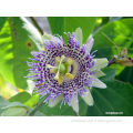 4:1 Passion Flower Extract